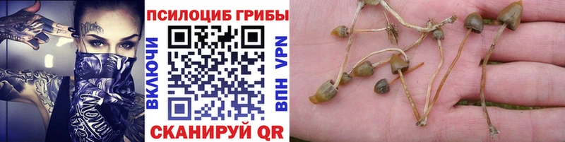 Псилоцибиновые грибы MAGIC MUSHROOMS  нарко площадка какой сайт  Певек  omg tor 